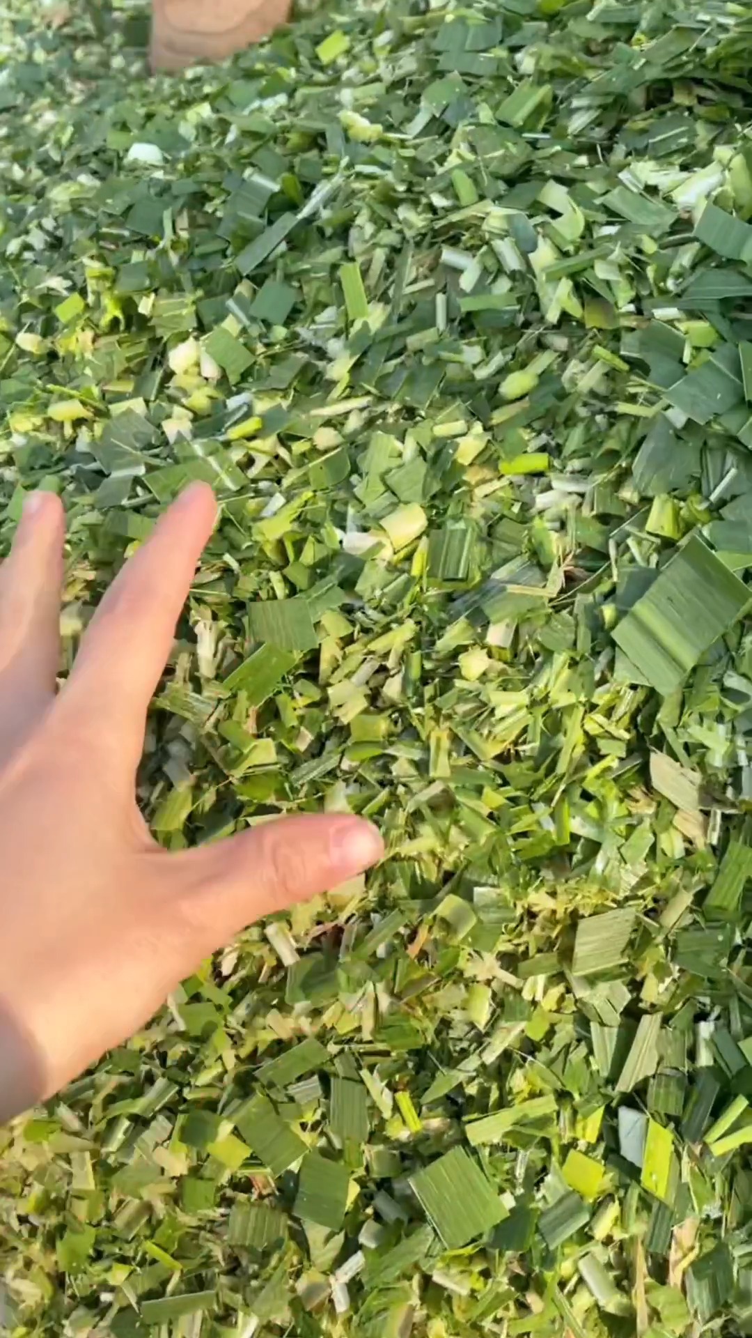 Standard for large-scale farming, 6000 kg/h helps cut labor cost.# ...