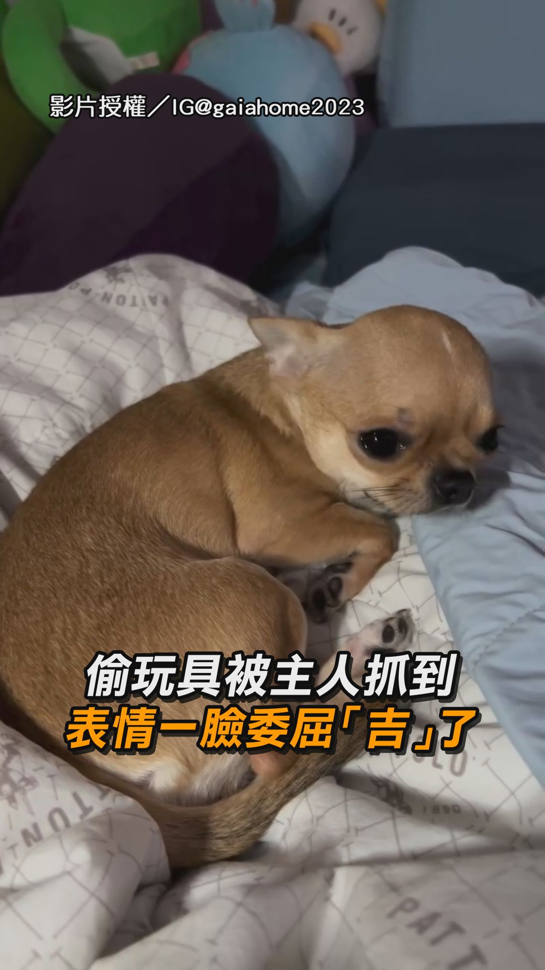淚水都要吉出來了😢 【偷玩具被主人抓到 表情一臉委屈「吉」了】 影片授權／IG @gaiahome2023 | udn.com 聯合新聞網 ...