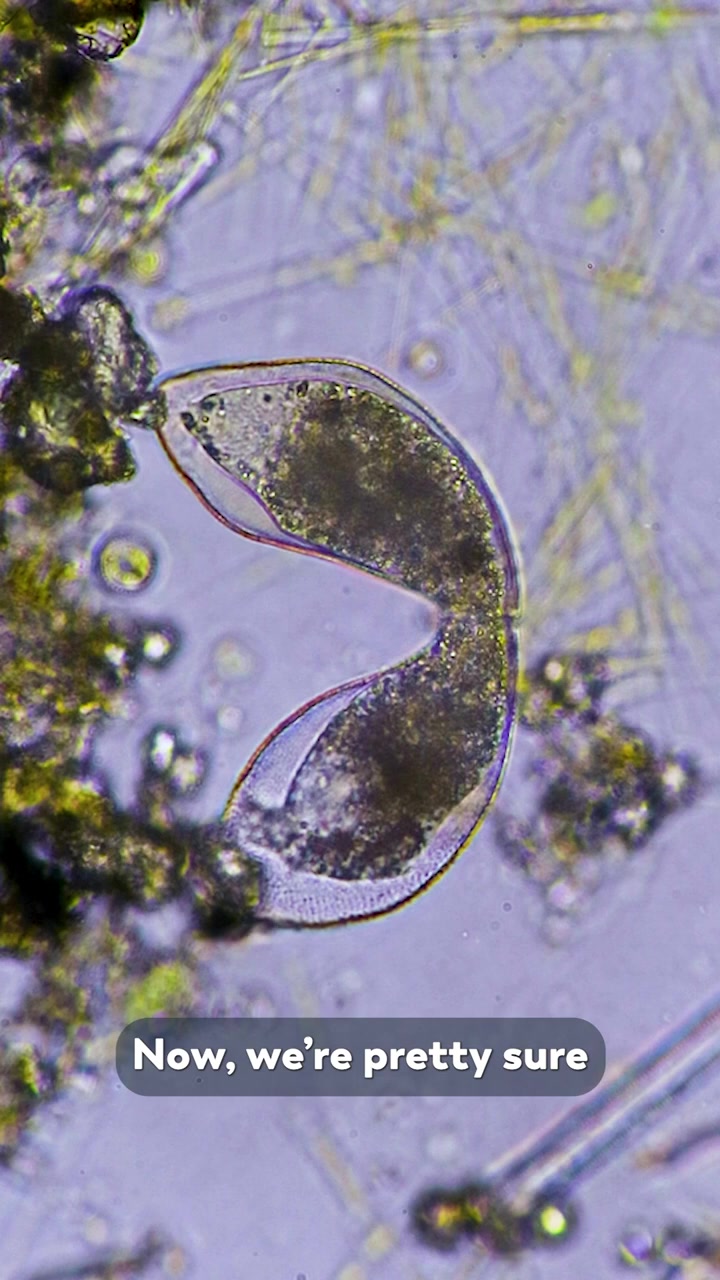 Journey to the Microcosmos