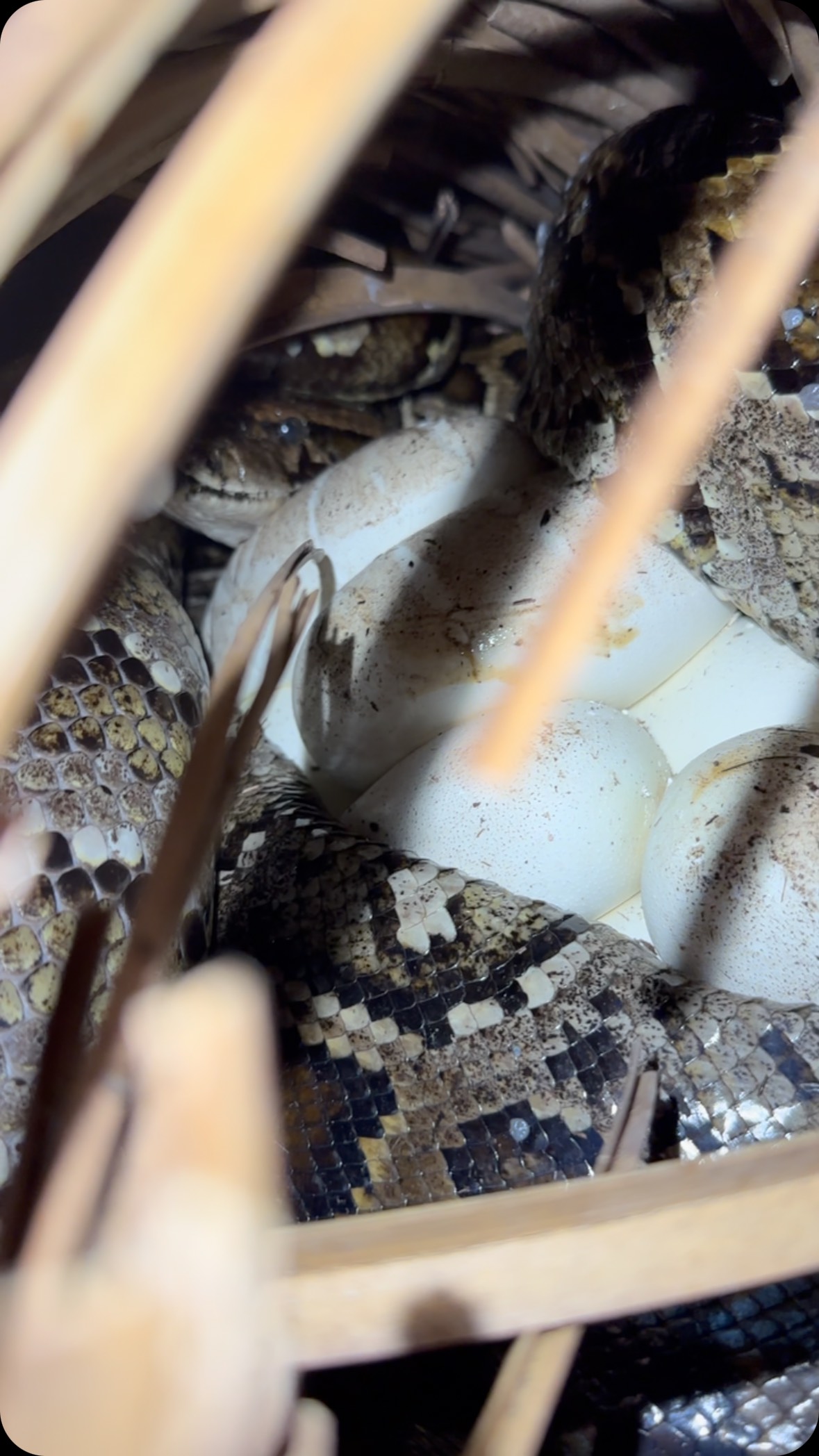 A couple months ago I took out @oldrowofficial and Otto found 3 python ...