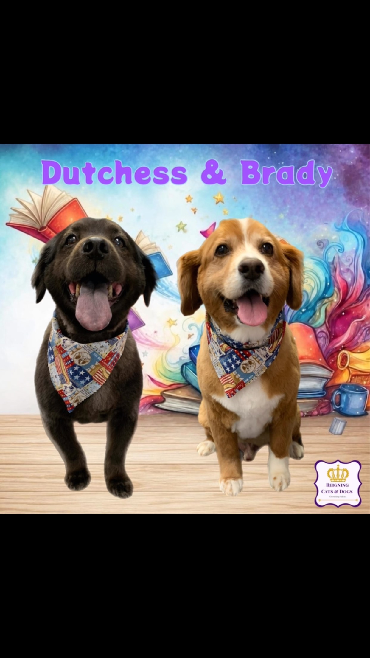Reigning Cats & Dogs | Hillsdale NJ