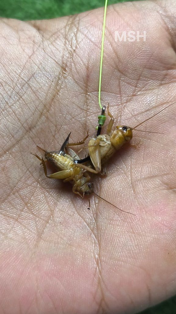 easy way to attach insects to fishing hooks #fishingknot #fishingtips # ...