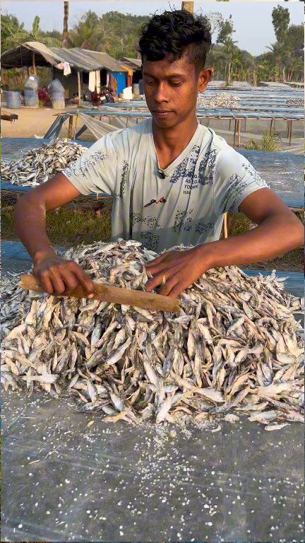 Making dried fish from local Puti fish — a livelihood for the poor. # ...