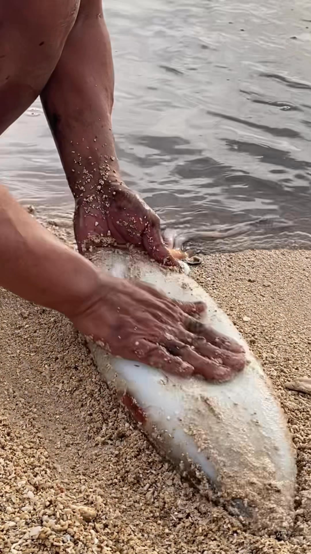 Giant squid ganito lang linisin #seafood #fbreelsfypシ゚ #fypviral # ...