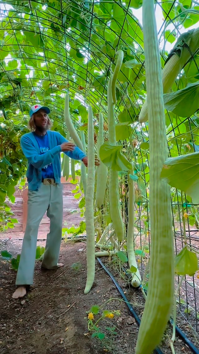Not all cucumbers are long and green! 🍋🥒 Meet the lemon cucumber