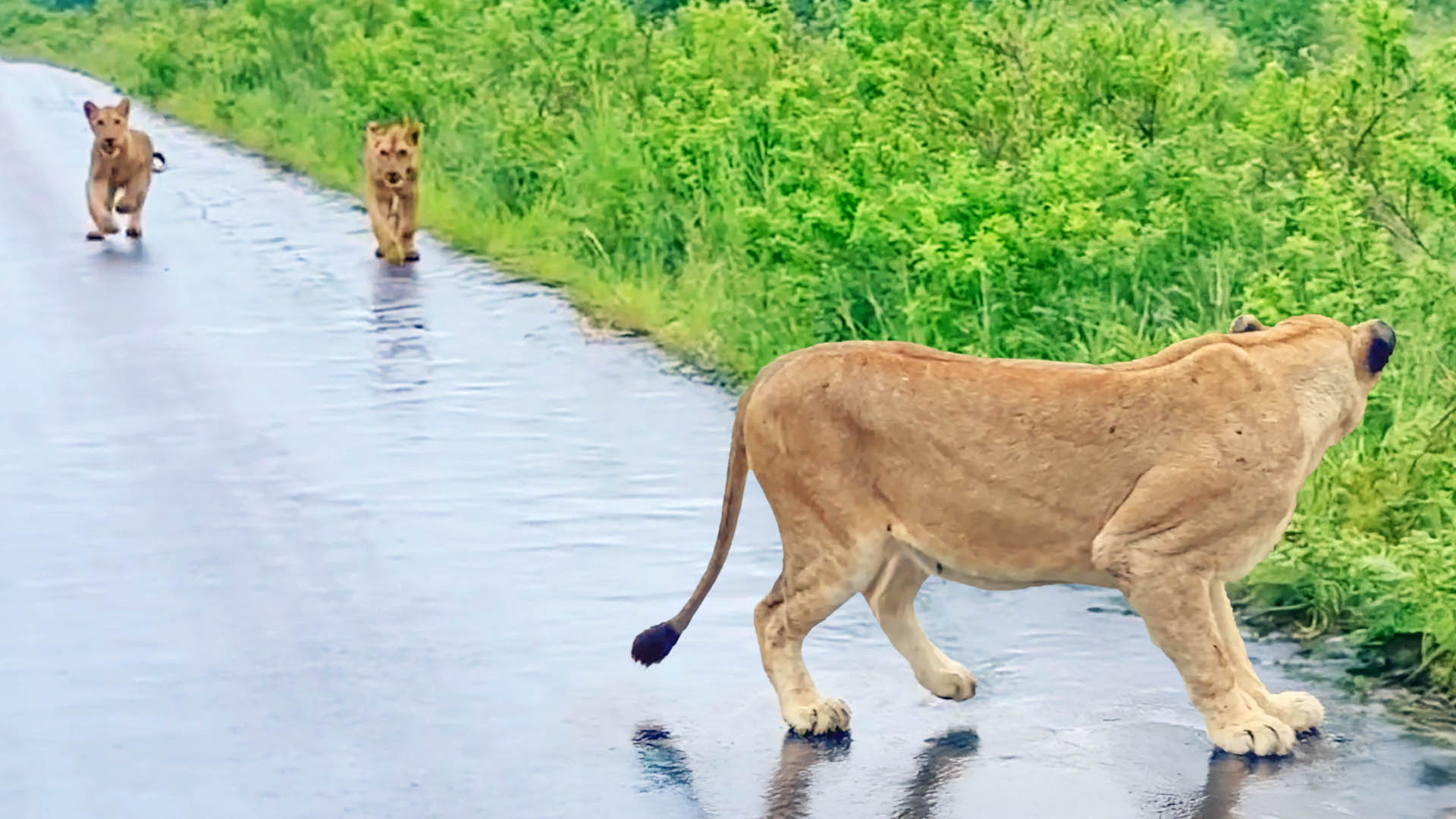 Lion Cubs Find Their Mommy After Floods Separated Them This desperate ...