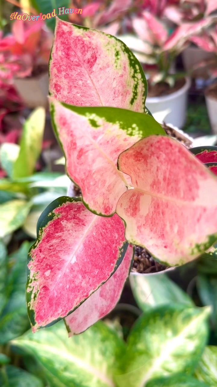 Very lush Aglaonema Sky Velvet #aglaonema #juanitosgarden