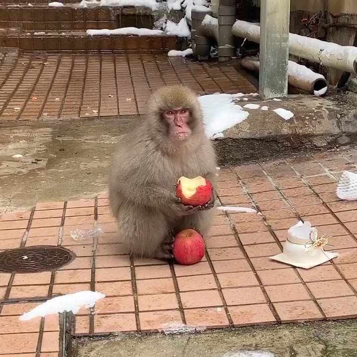 歴史の宿 金具屋 渋温泉には現在 10匹程度の 野良 猿の群れが住み着いています かわいい様子ですが このリンゴも