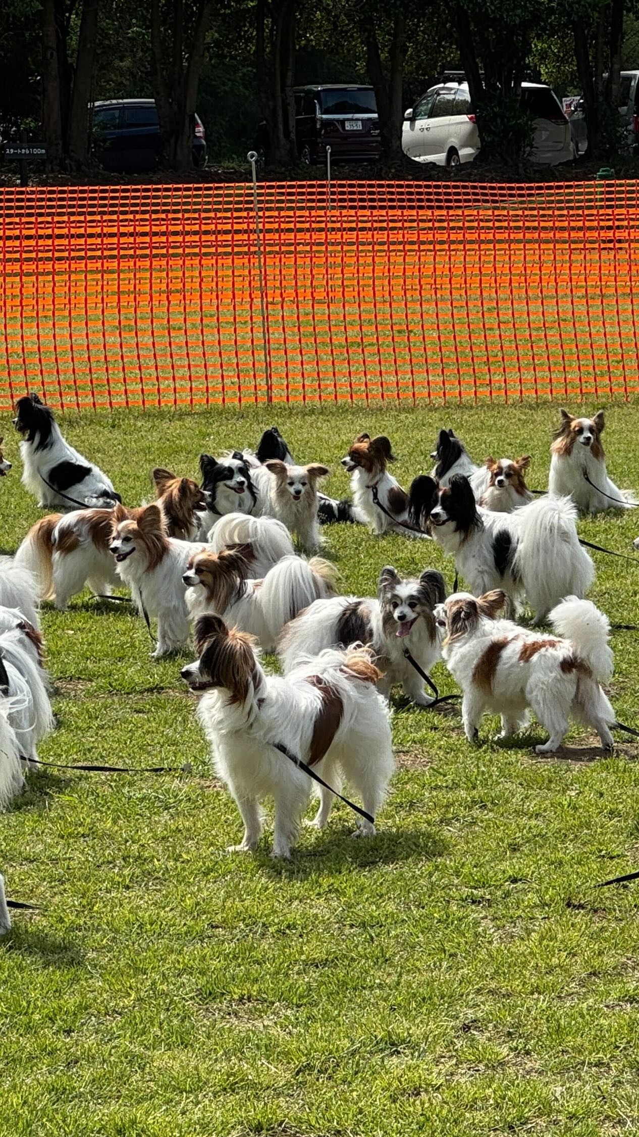 Papillon MEET UP