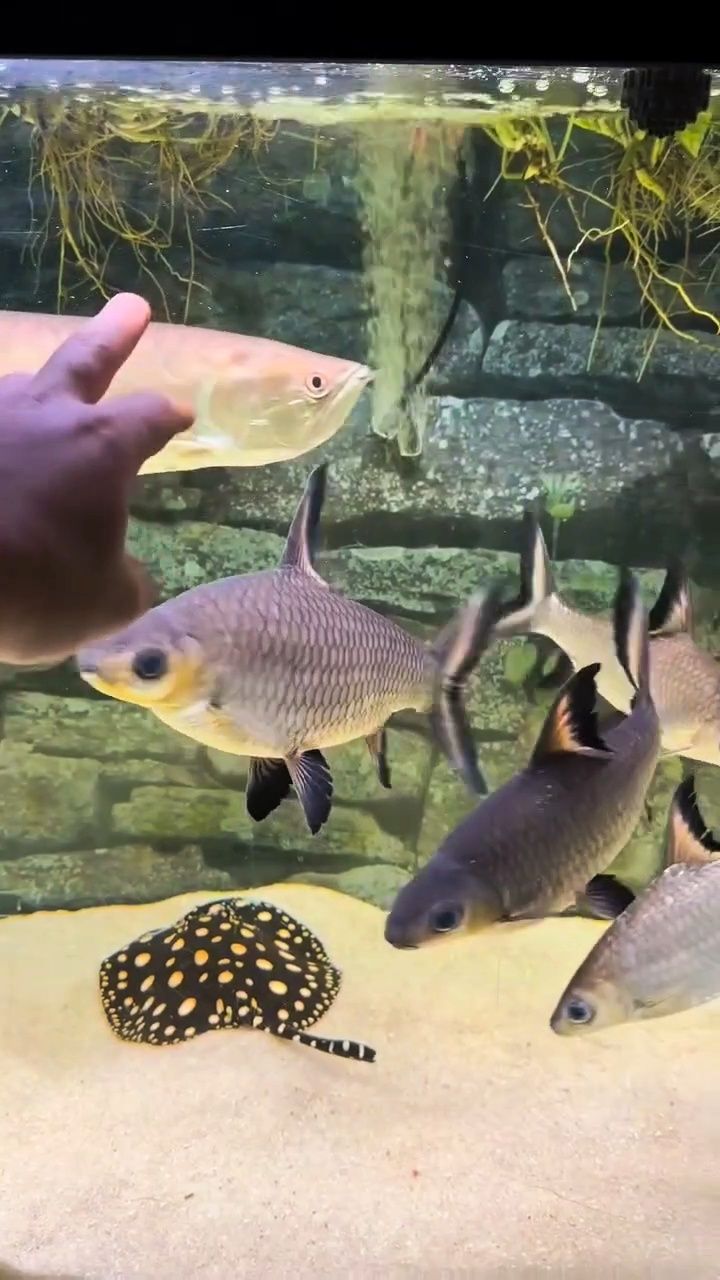 Giant Bala Shark Full Size ♥️ #fish #arowana #aquarium #reelsviralシ ...