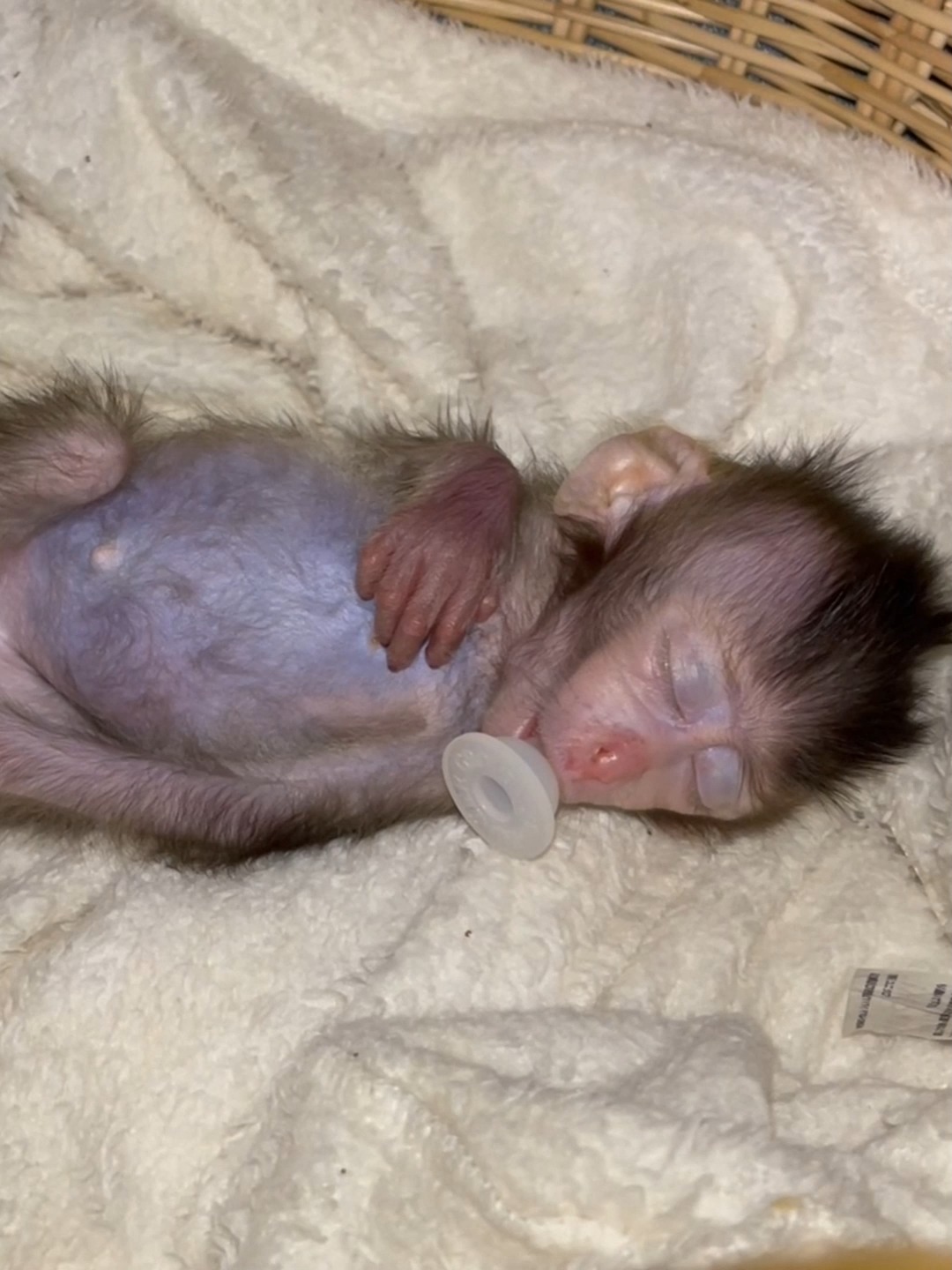 Really pity poor baby monkey, what happened. . #SarfarzNorani # ...