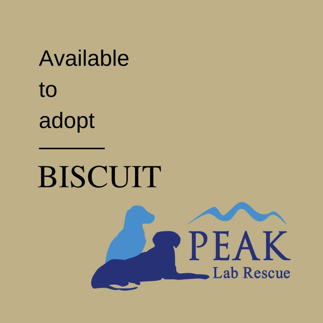 **DOG OF THE DAY** BISCUIT is waiting for her forever family to find ...