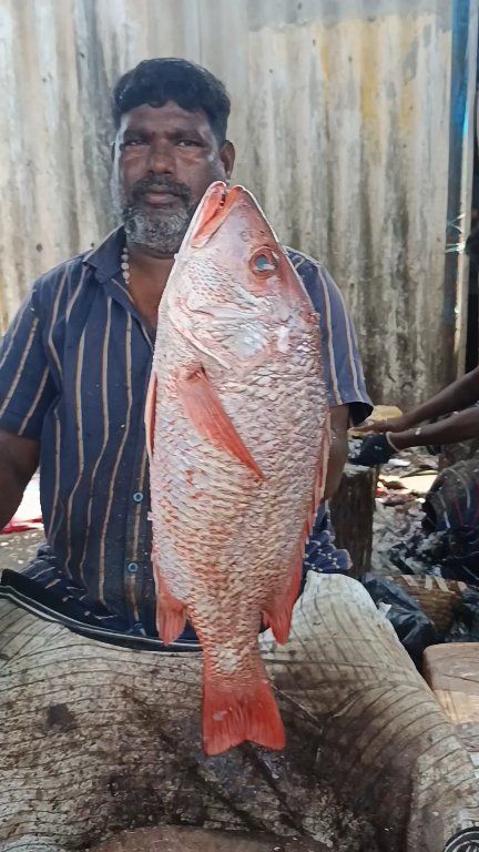 Red snapper fish cutting Kasimed minnal Raja #rkfishcutting25 | Rajaiah ...
