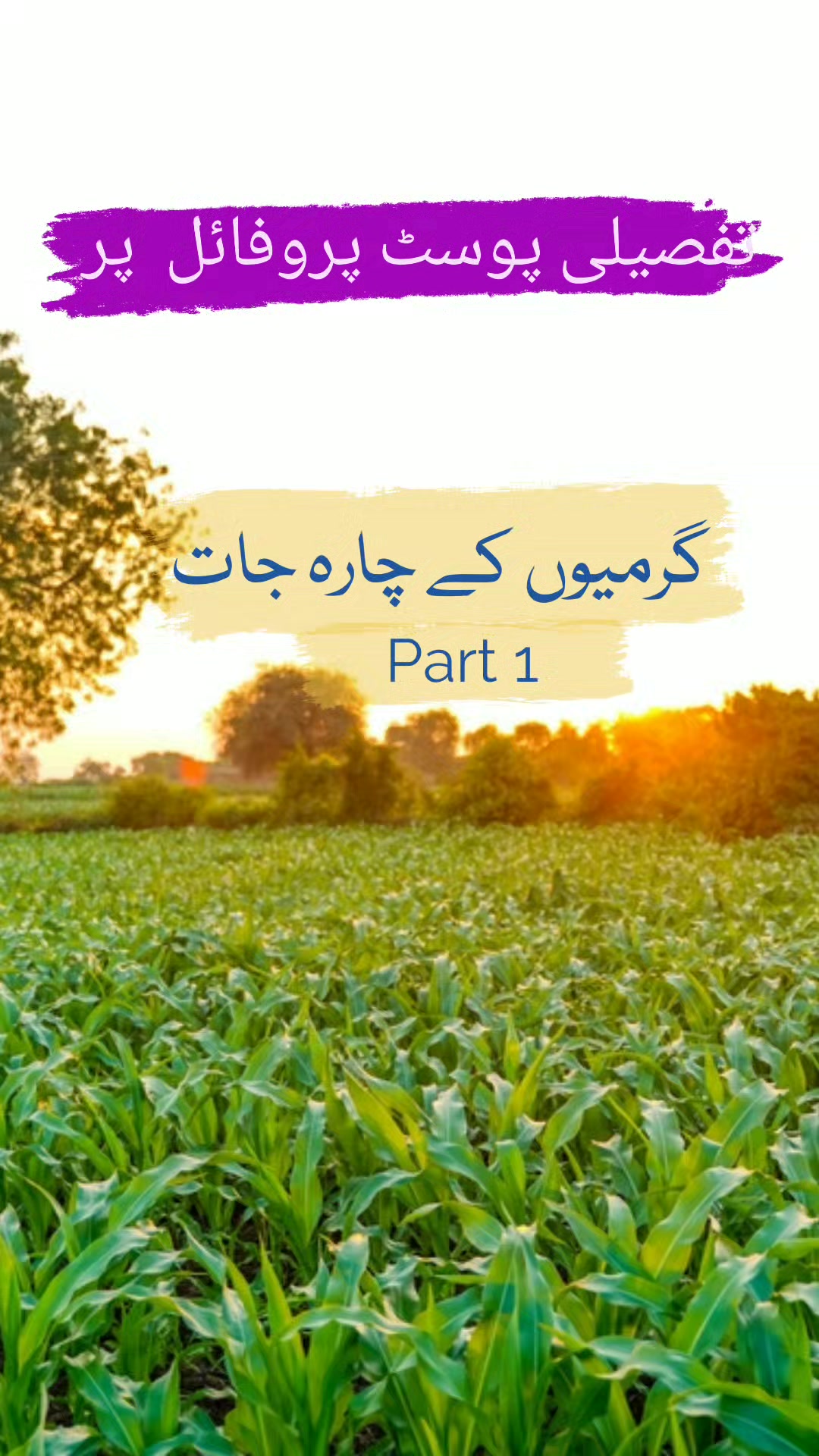 ضروری نہیں آپ کے پاس جدید مشینری ہو ! Hay Making خشک چارہ کی گانٹھیں ...
