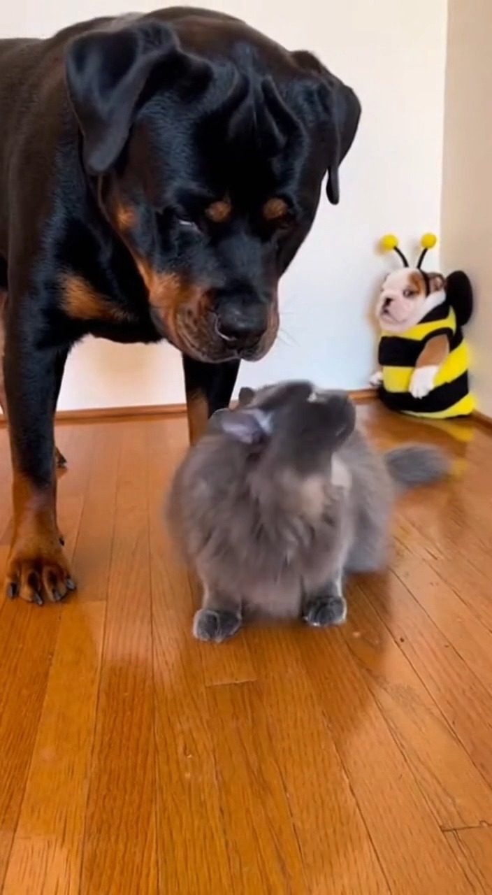 When the cat tries to bully the bee, but big brother has other plans! 🐝 ...