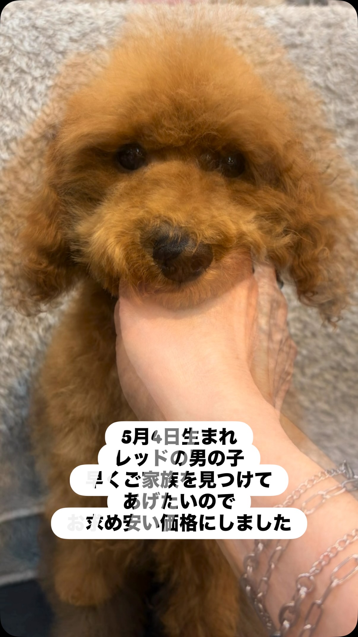 トイプードル専門ブリーダー ワンワンciao | Nerima-ku Tokyo