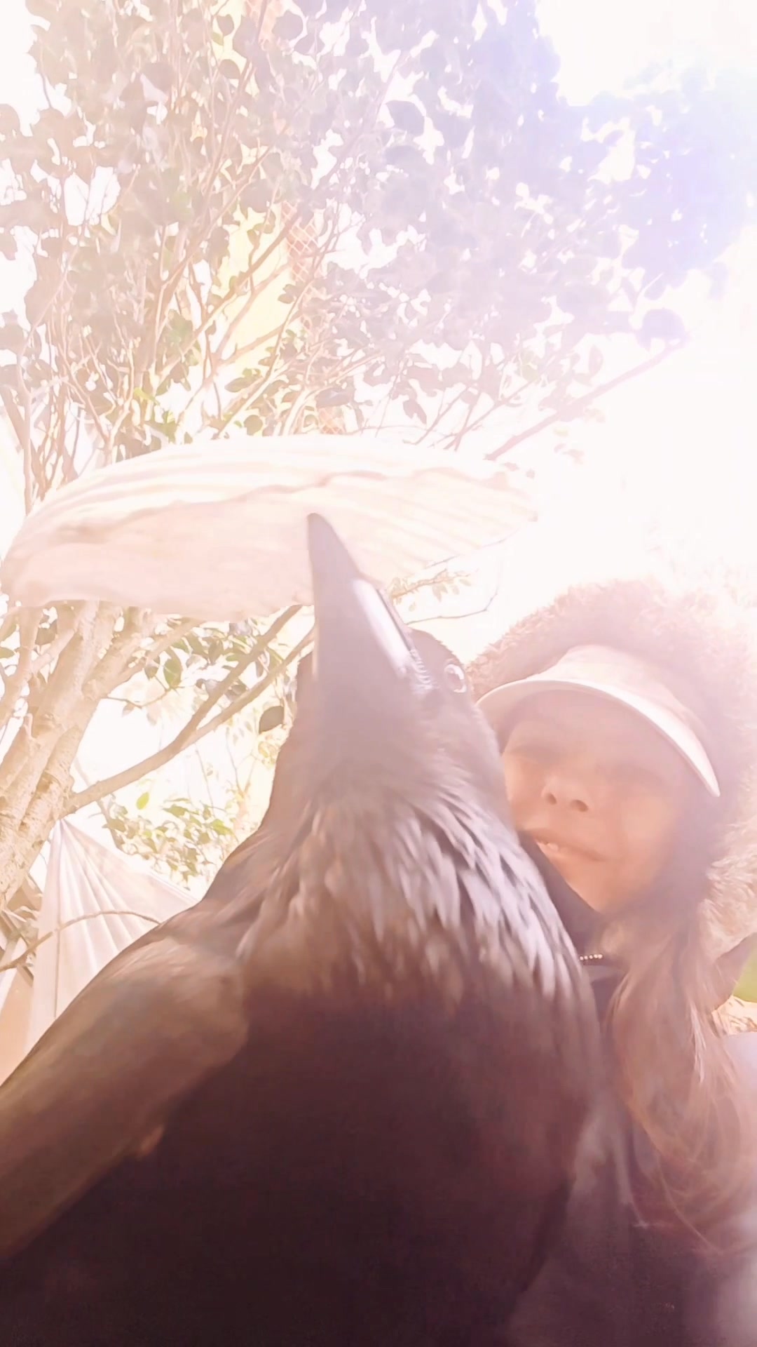 Moonin won't let go of the shell 😄😊🤗🖤 #mooninraven #Ravens #crows # ...