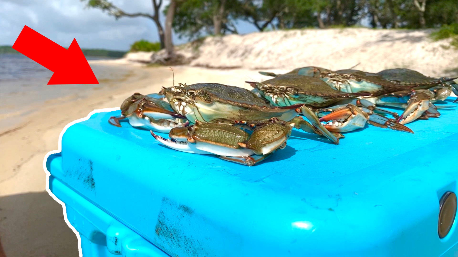 Catching big blue crabs with chicken legs! Catch, clean, and cook ...