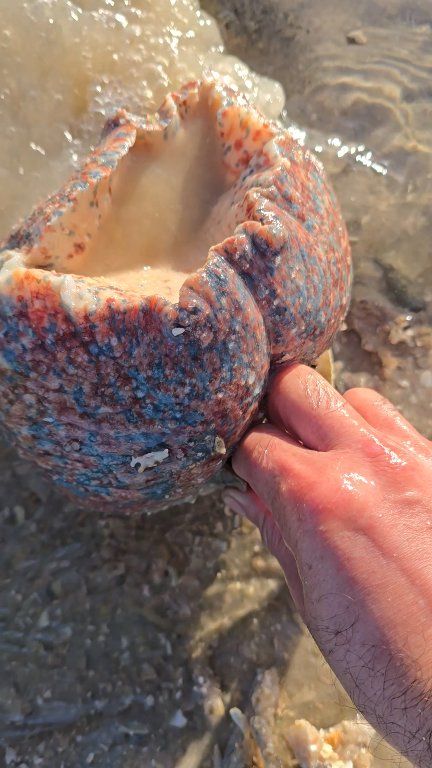Searching for a strange sea snail | ismail_jlaida | Facebook