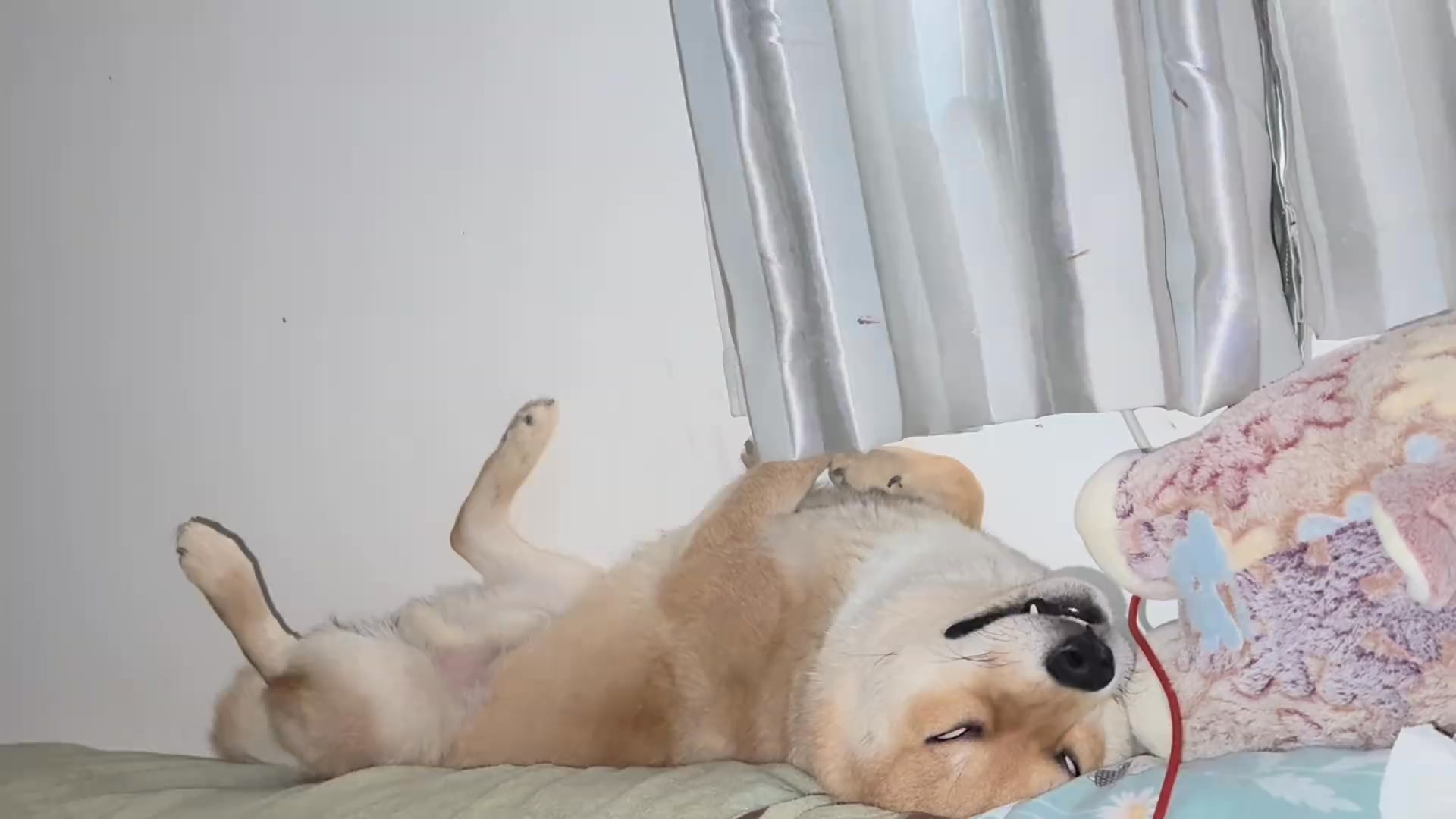 #柴犬 #宠物vlog #柴柴日常年轻狗真好, 倒头就睡 #一看就是干饭狗 | 柴柴小八嘎 | Facebook