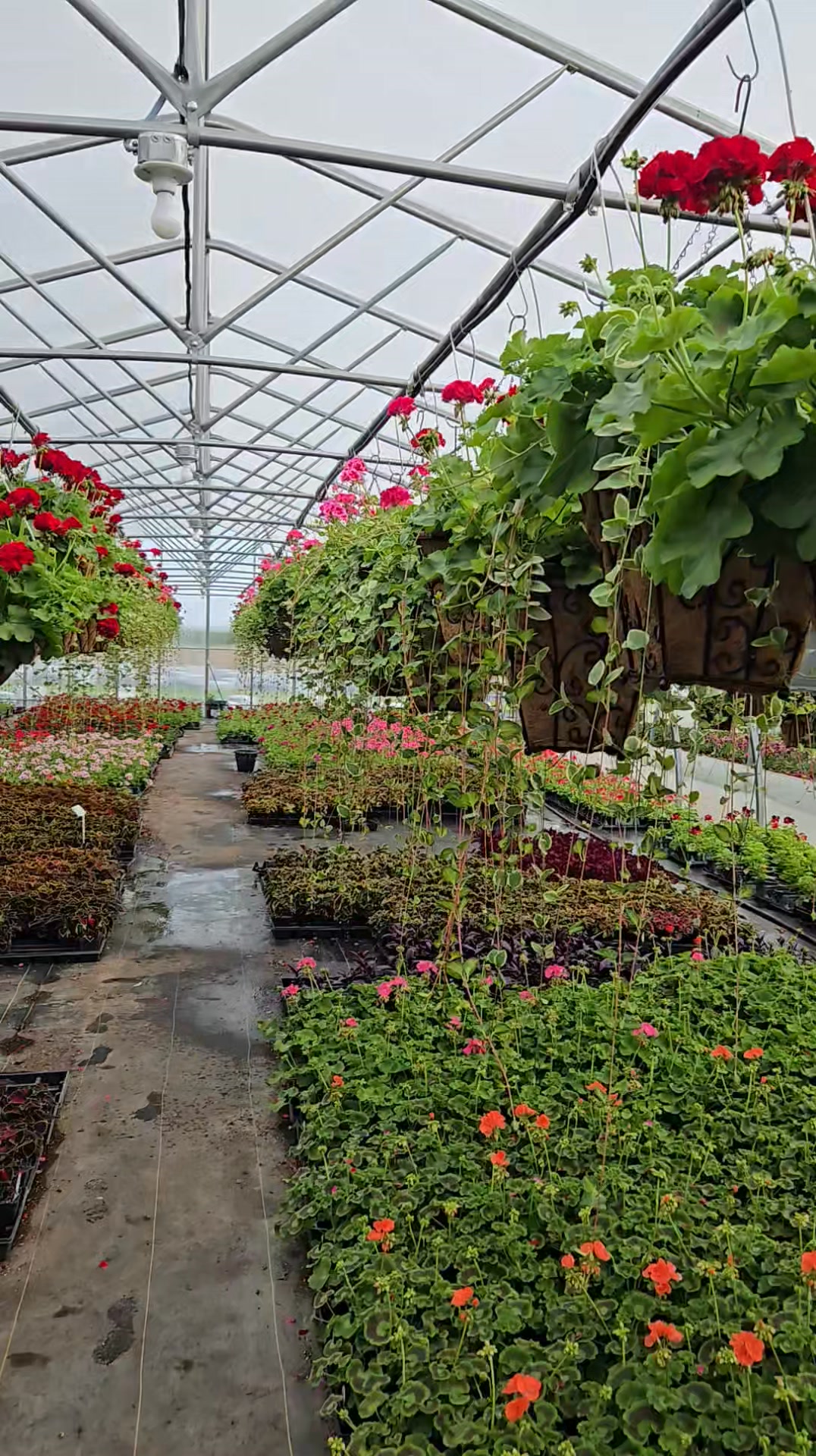 Lovena's Greenhouse | Upper Sandusky OH