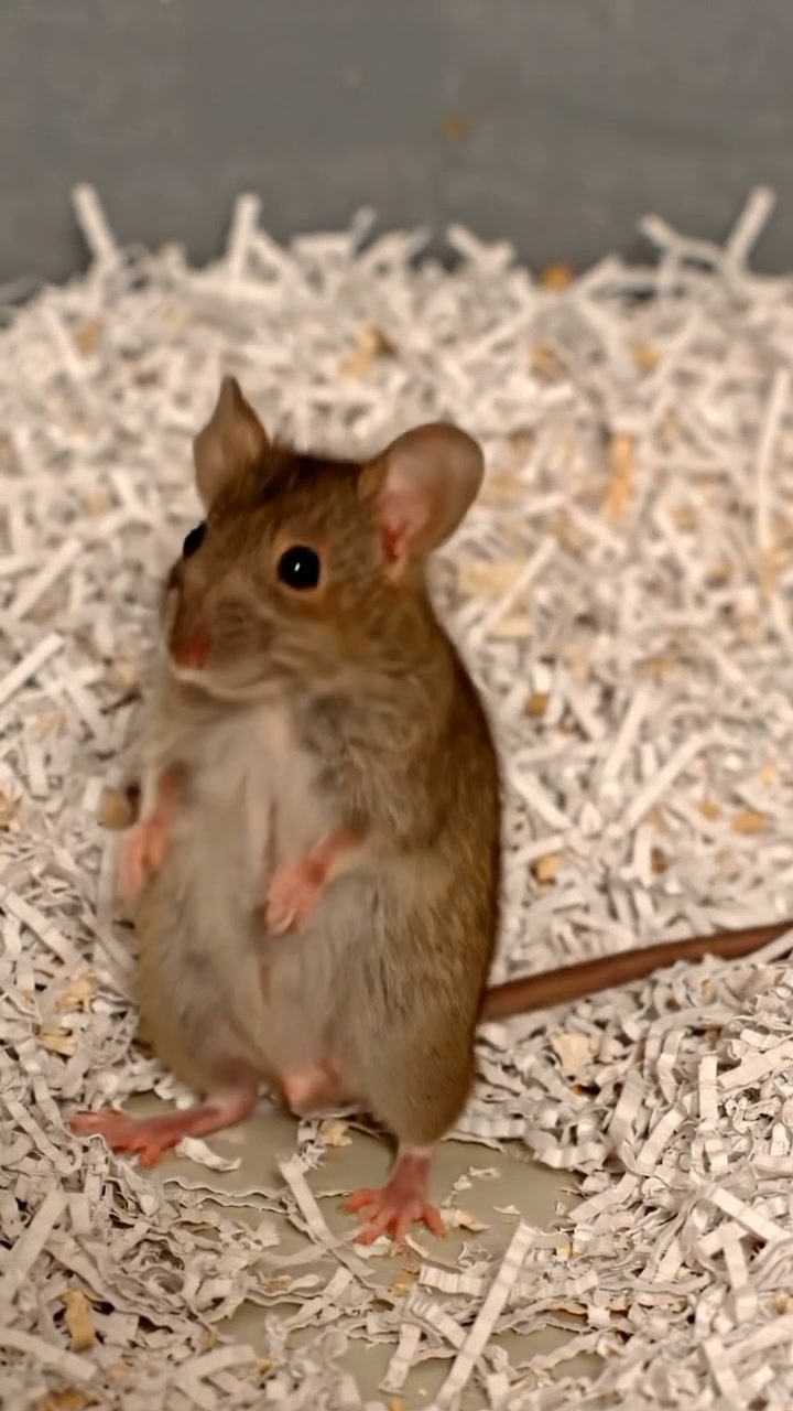 The kissing mouse, short but sweet | The Mouse family that live by