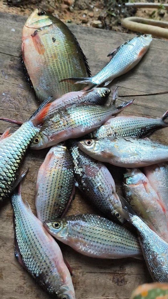 Rezeki hasil petang nie wehh.. Yang benar : Puteri tasik chini ️ # ...