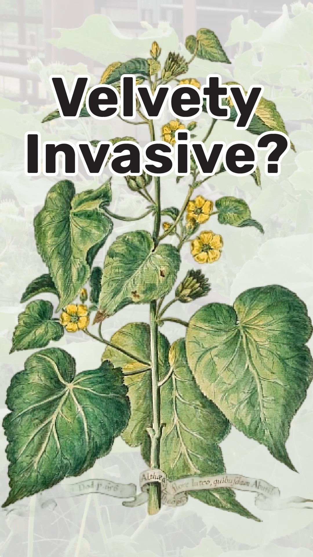 葉脈 Velvetleaf (Abutilon theophrasti) is an invasive plant that grows