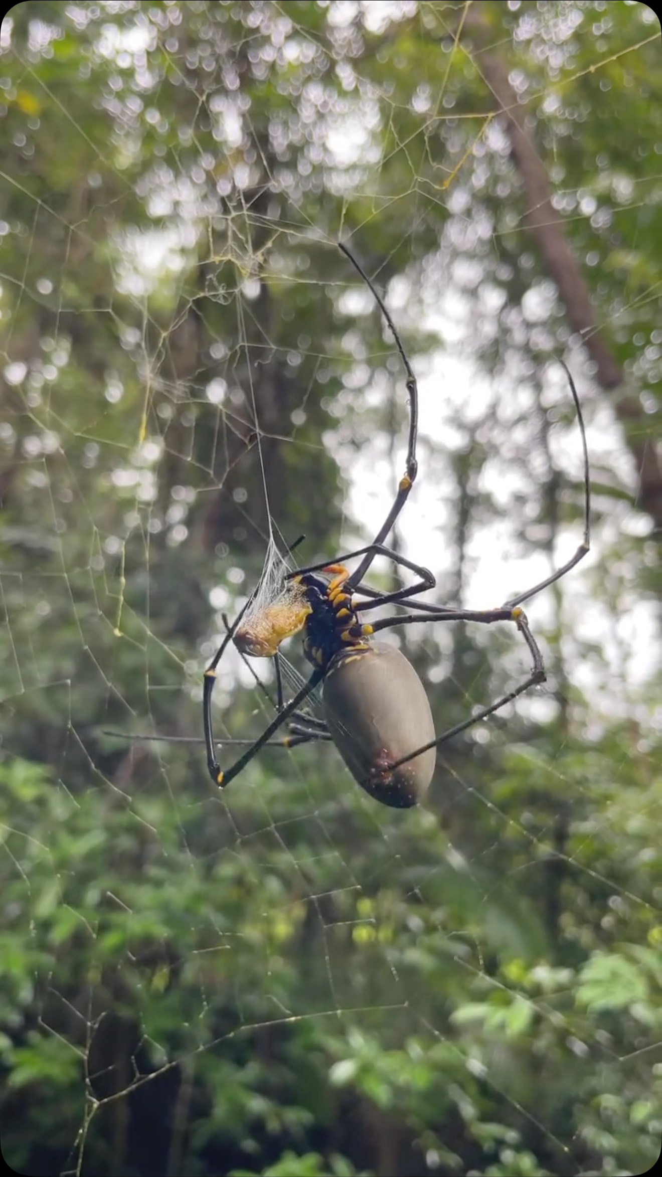 the-giant-golden-orb-weaver-nephila-pilipes-is-a-fascinating-species