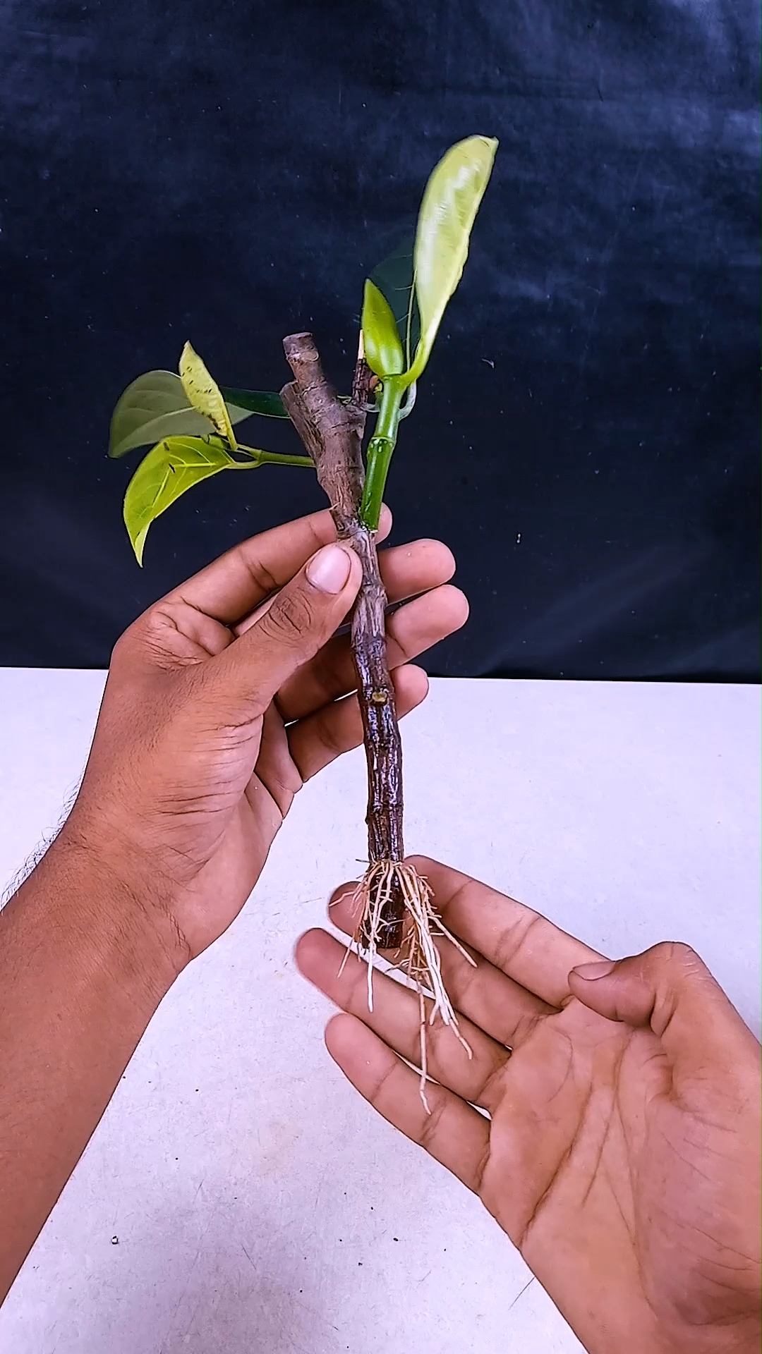Unique way to grow jack-fruit plant at home from stem || How to grow ...