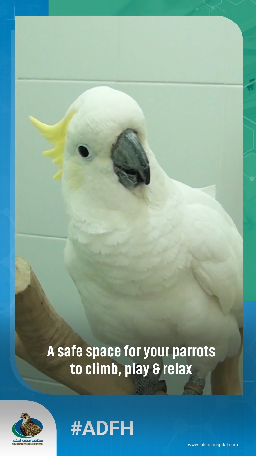 Abu Dhabi Falcon Hospital - ADFH's large examination room is the center ...