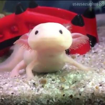 FishLore - Learn about adorable axolotl at...