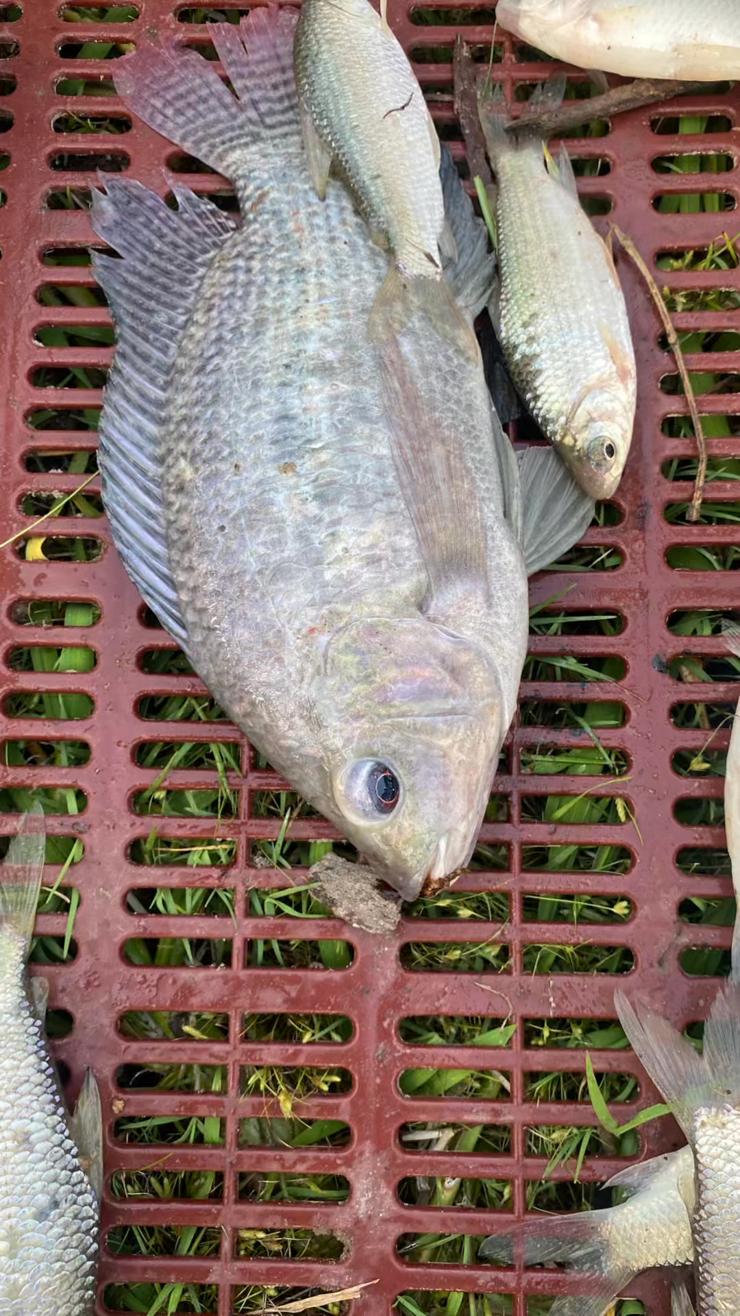 Pesca con trasmallo en la ciénaga del betanci #cienaga #pesca #rutas # ...
