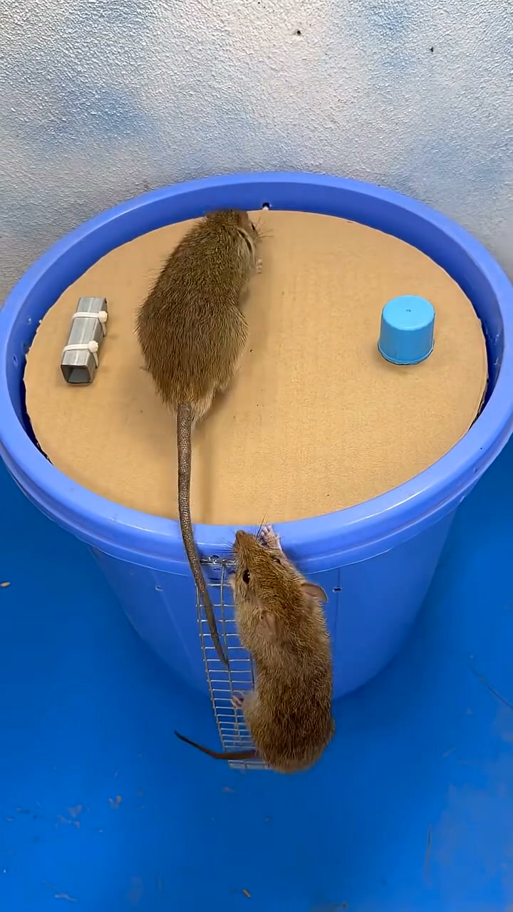 The kissing mouse, short but sweet | The Mouse family that live by