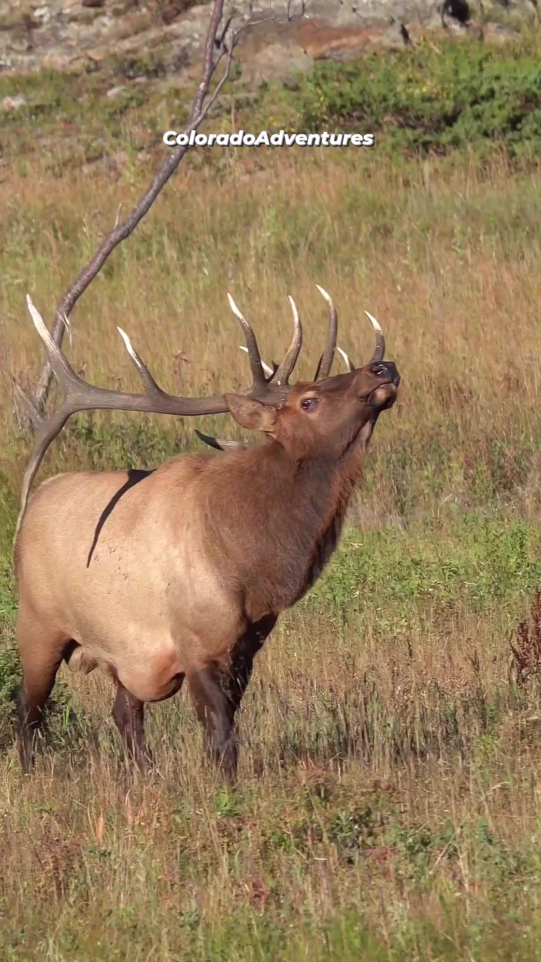 The bull named Lumpy herding his... - Colorado Adventures | Facebook