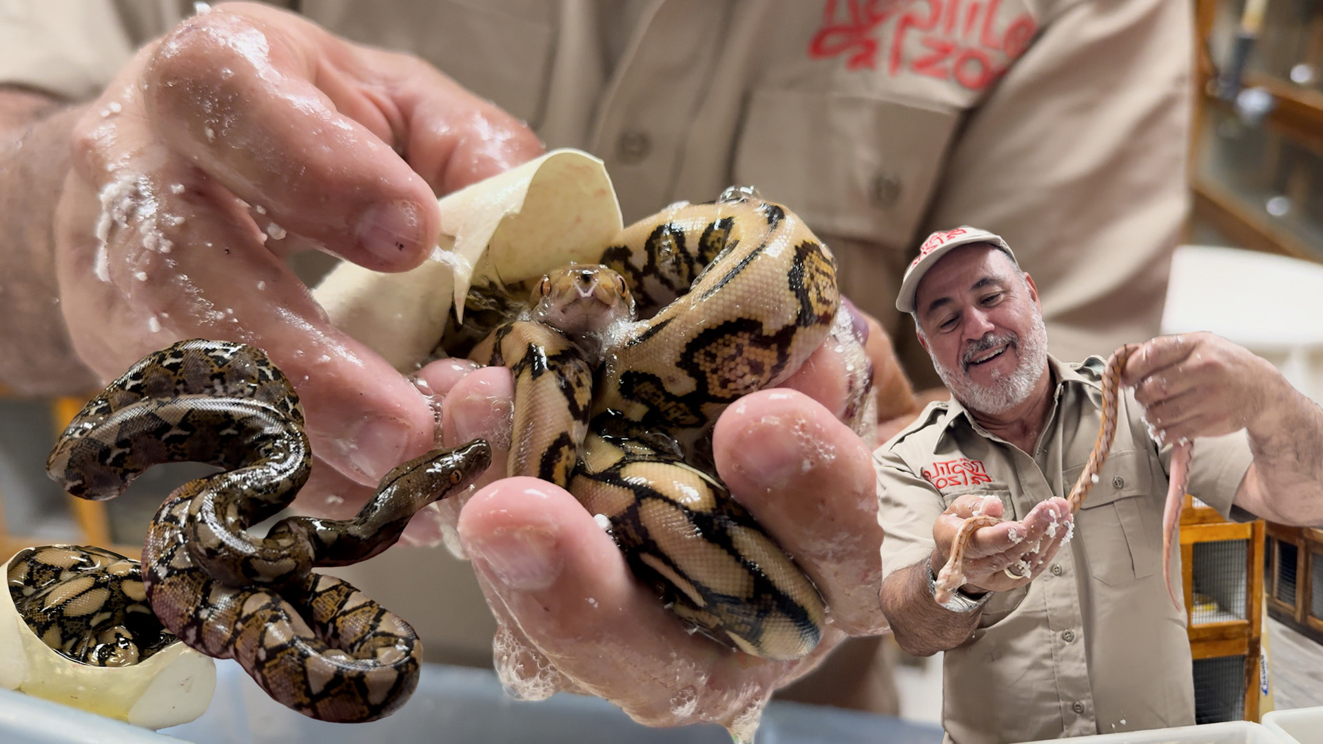 The moment we’ve all been waiting for… our baby pythons are finally ...