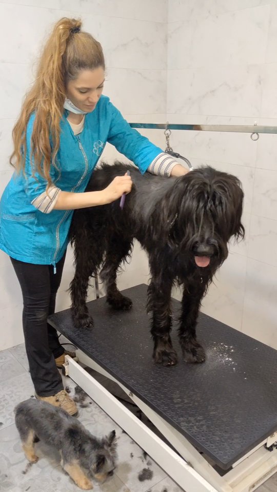 Baraka Animal - Boutique Peluquería Canina & Spa