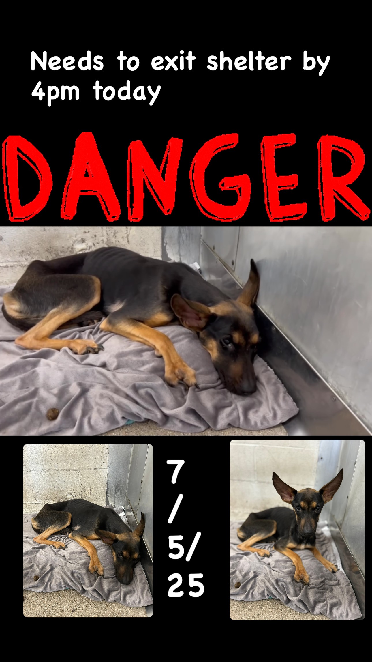 ♦️♦️♦️ DEADLINE 7/5/25 🙏💔💔 🩷 MAISY 🆔 #A581566 🆘 Needs exit by TODAY 7/5 ...