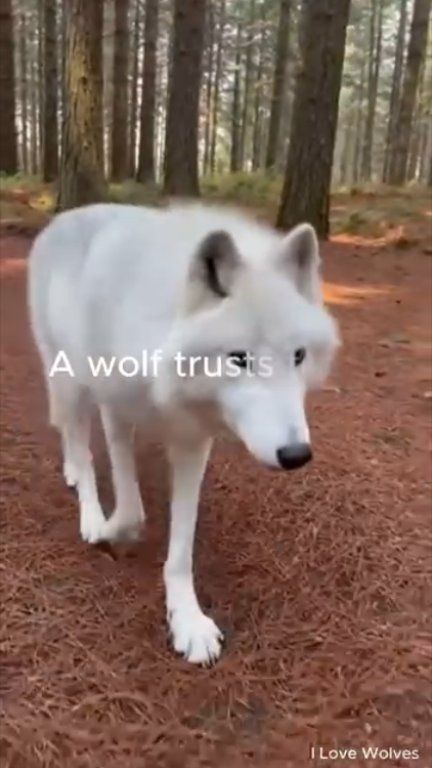 A wolf trusts time, and keeps moving. #ILoveWolves #WolfWisdom #Wolves ...