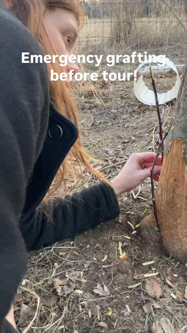 Watch out for those bunnies! Rabbits almost fully girdled this 11 year ...
