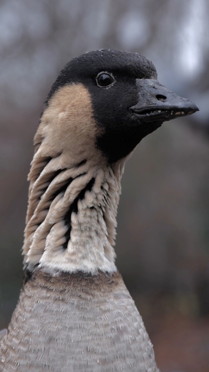 The Worlds Rarest goose right in the middle of London?! Did you know ...