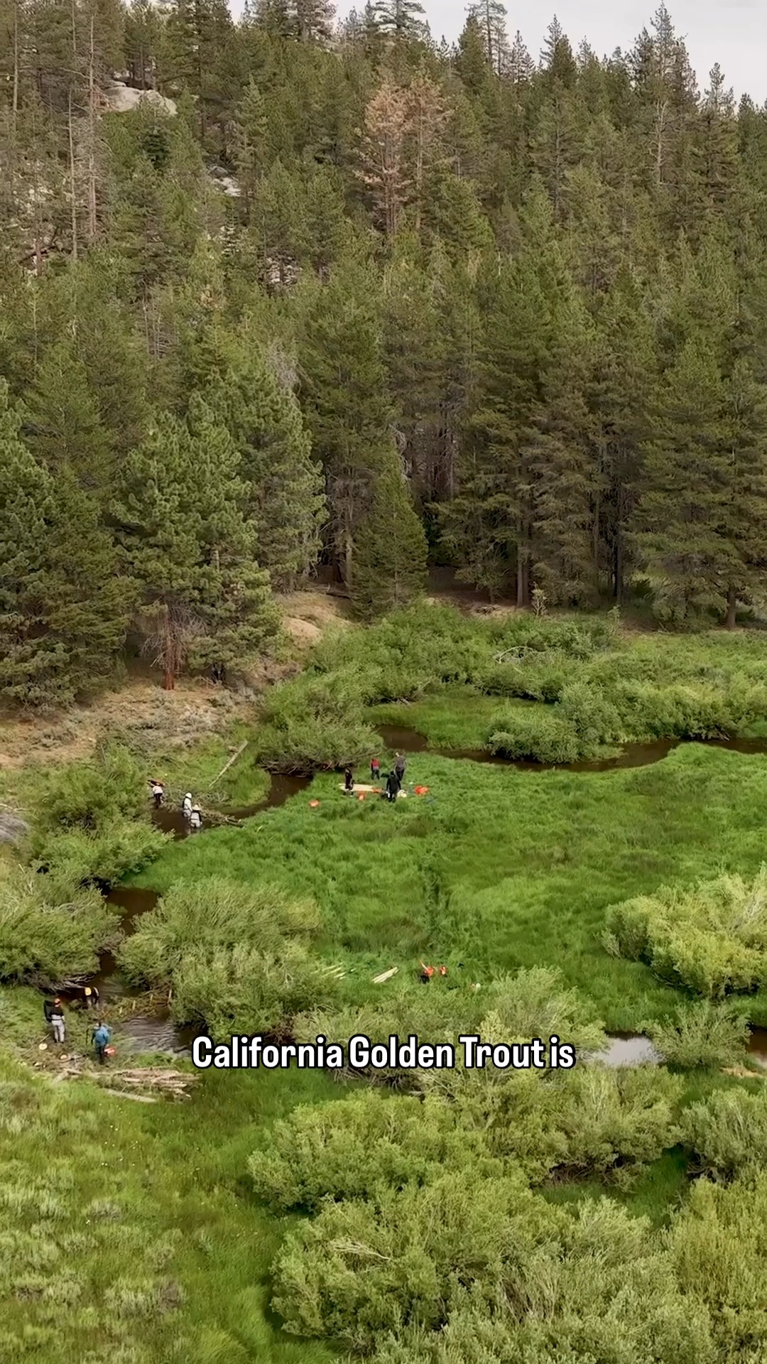 California's state fish is as iconic as it is elusive. Golden