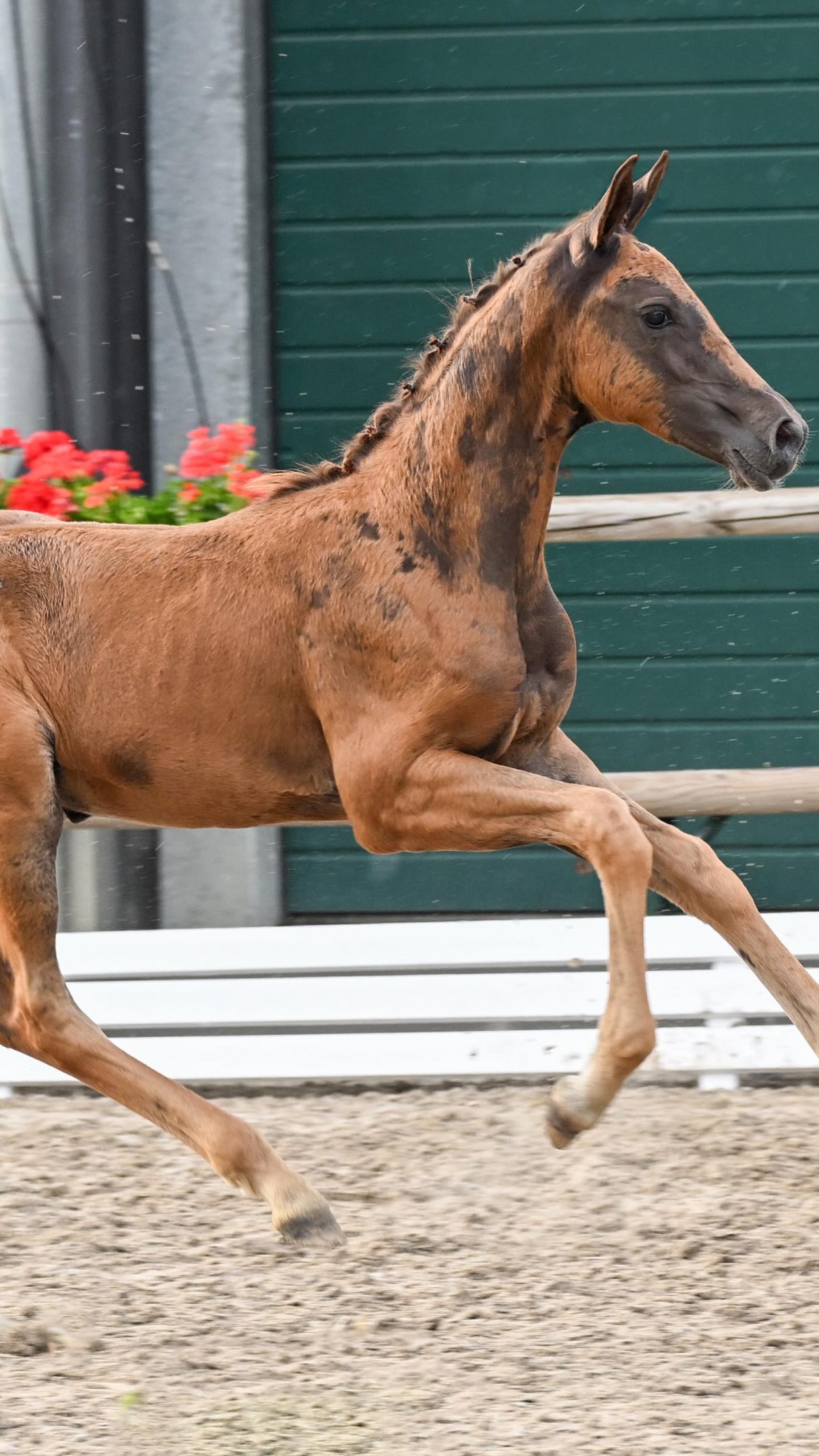 ファウスト 🐴💫 2nd Schockemöhle & Helgstrand jumping and dressage foal