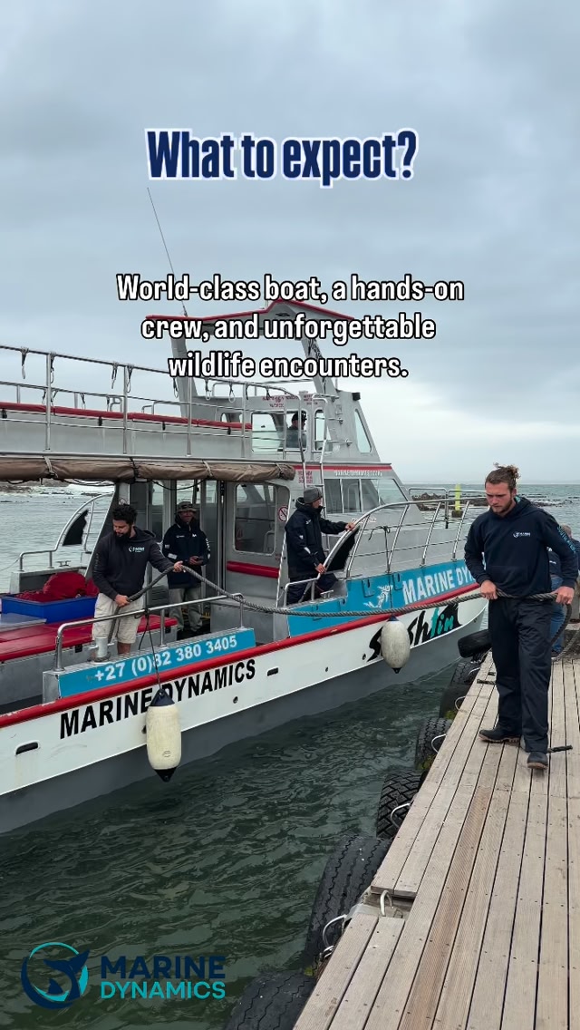 What a morning! Non-stop Bronze whaler shark action from start to ...