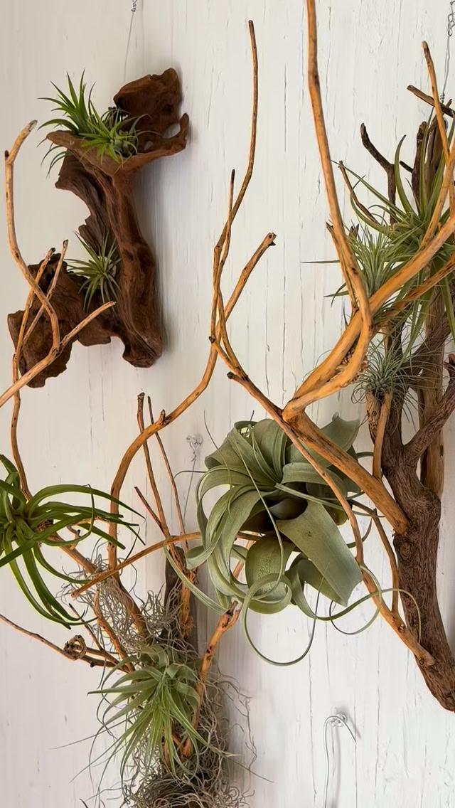 New collection🌿 存在感抜群の流木オブジェ。 あなたならどこに飾る