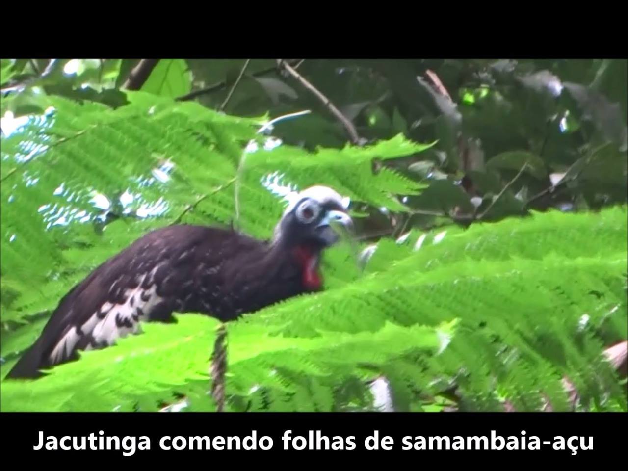 Jacutinga comendo folhas de samambaia-açu | Folhas saborosas! As ...