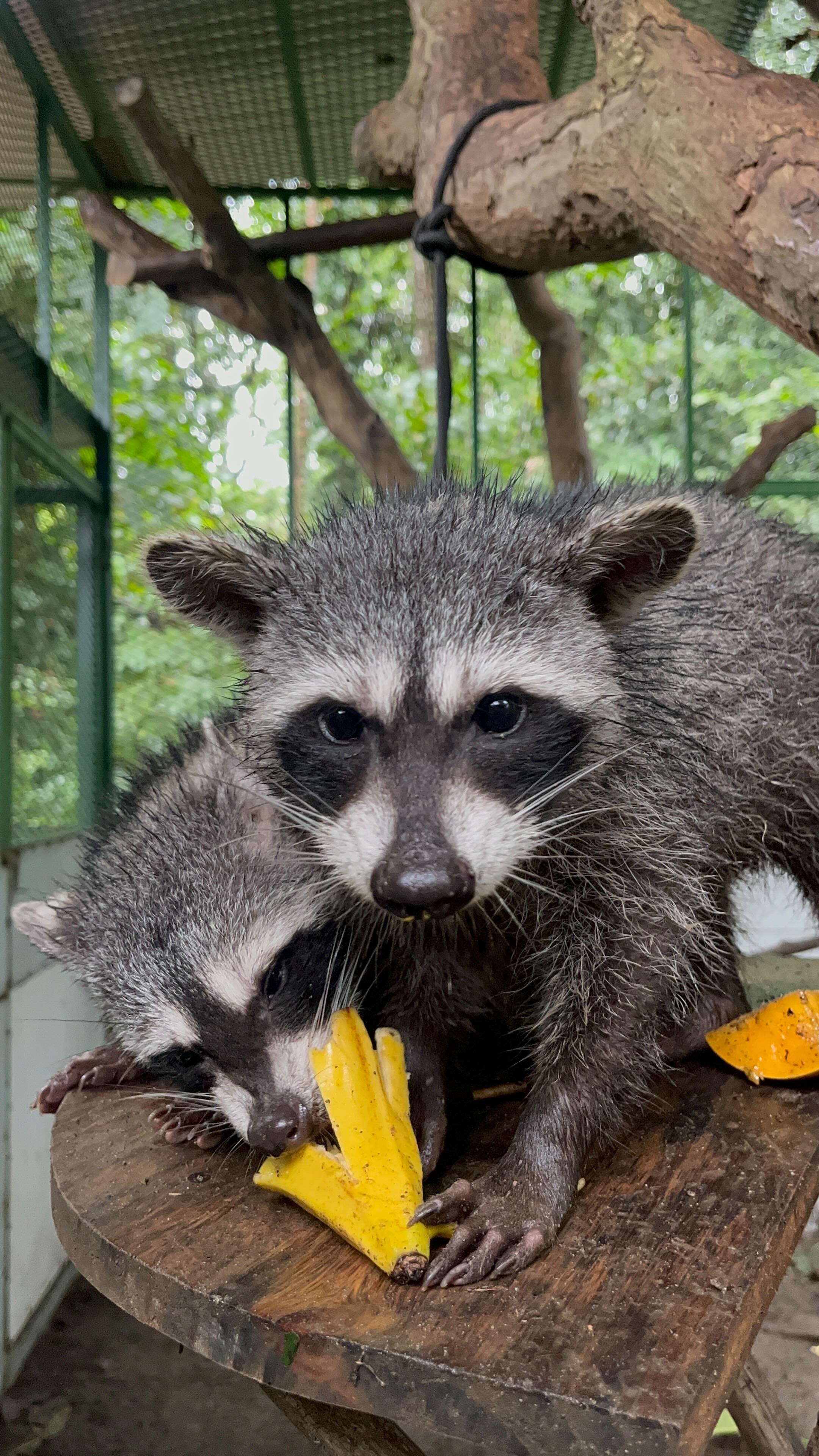 🍞 Remember our raccoons with bread names? They’re growing up so fast! 🥖 ...