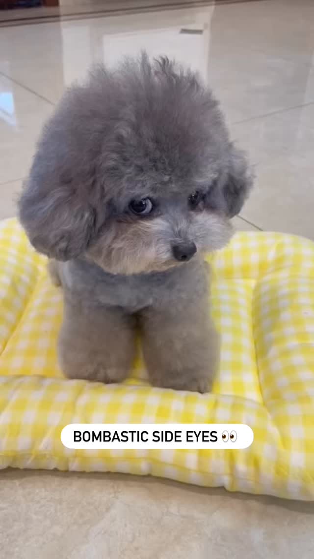 the-side-eyed-look-from-different-angles-poodle-union-facebook