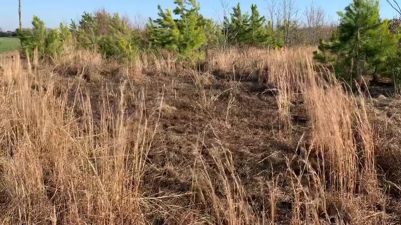 Can you hear it?! Spring is here! Sound on this #wildlifewednesday for ...
