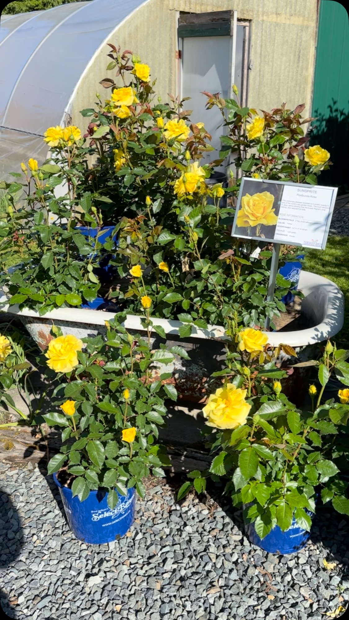 The super fragrant sunsprite is in bloom! #selectroses #garden #roses # ...
